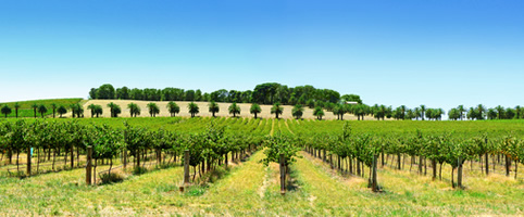 Australia Vineyards