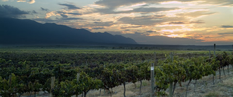 Andes Vineyards